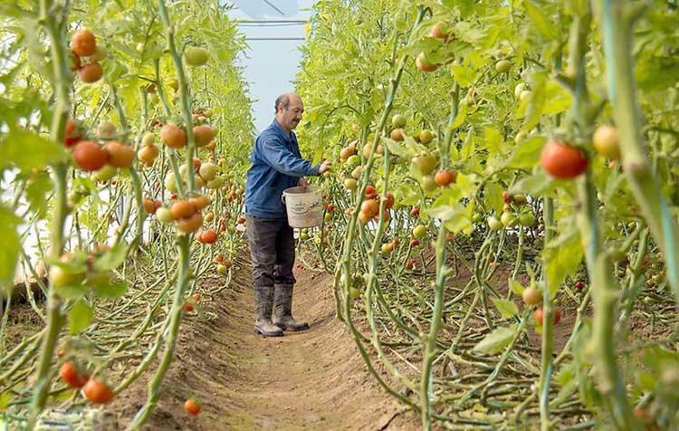 ارائه تسهیلات کم بهره برای توسعه کشت گلخانه ای
