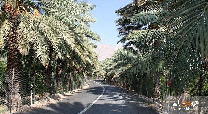 آبپخش؛ طولانی ترین جاده نخلستانی جنوب کشور