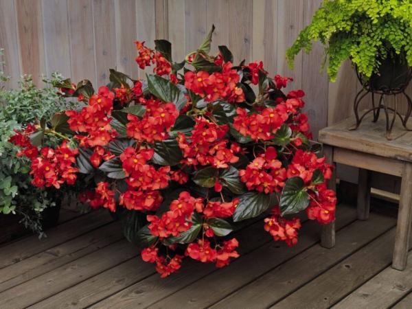 راهنمای پرورش بگونیاهای رایج در خانه ها