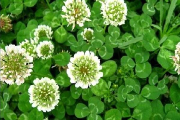 کند کردن روند سفیدی مو با شبدر سفید کند کردن فرایند سفیدی مو با شبدر سفید