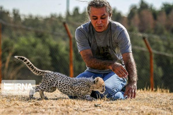 پیروز را سارق برد؟