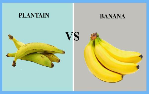 موز یا پلانتین؛ کدام یک در ظرف میوه شما قرار گرفته است؟