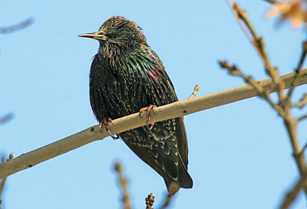 تاثیر منفی پرندگان غیرمجاز بر گونه های گیاهی تهران ، رصد خرید و فروش پرنده های در حال انقراش