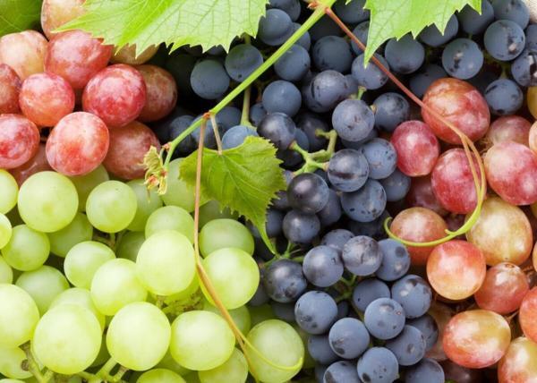این میوه تابستانی اکسیر جوانی است